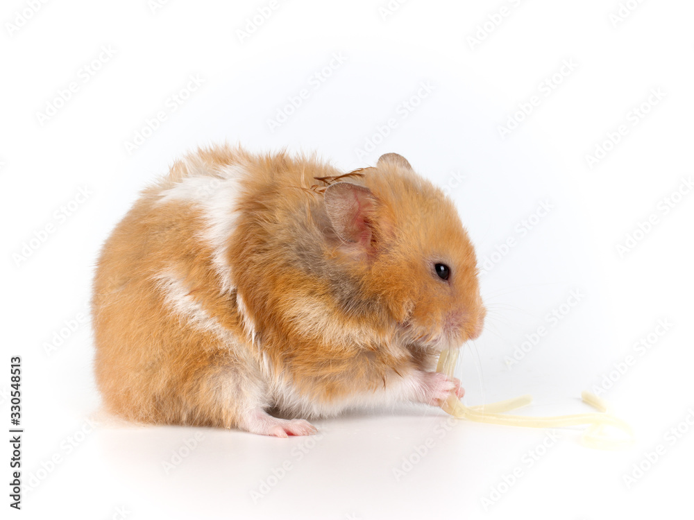 Funny Syrian hamster sits and eats pasta. The concept of feeding a pet. Funny Syrian hamster sits and eats pasta. The concept of feeding a pet.