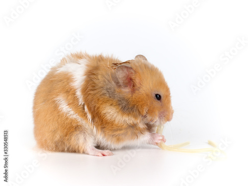 Funny Syrian hamster sits and eats pasta. The concept of feeding a pet.
