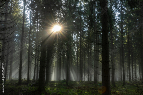 Fototapeta Naklejka Na Ścianę i Meble -  Sonnenaufgang im Wald bei Nebel