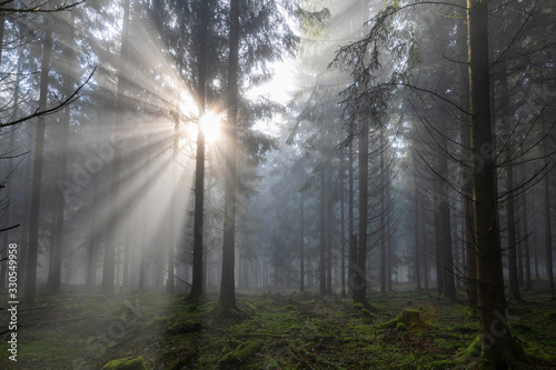 Sonnenaufgang im Wald bei Nebel