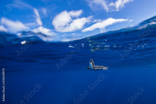 Baby sea turtle on blue. 