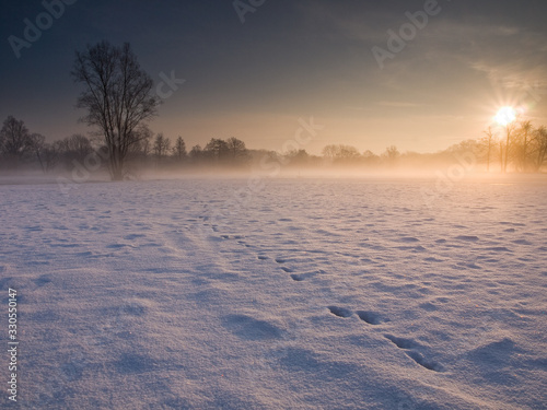 Fototapeta Naklejka Na Ścianę i Meble -  Rabit Footprints in Winter Field with Sunrise