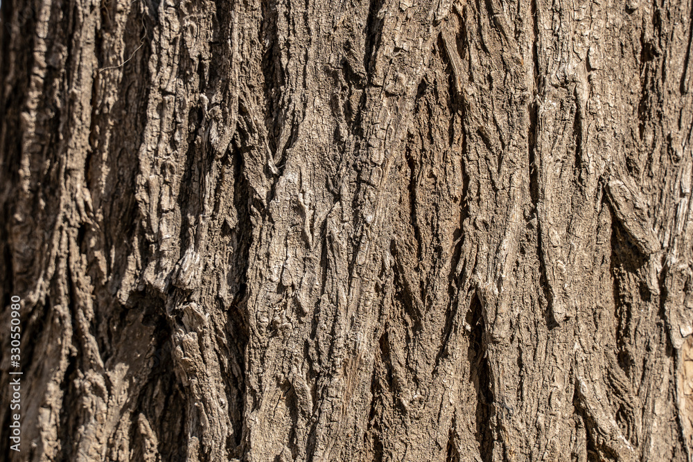 Obraz premium Tree bark texture. Trunk wallpaper.