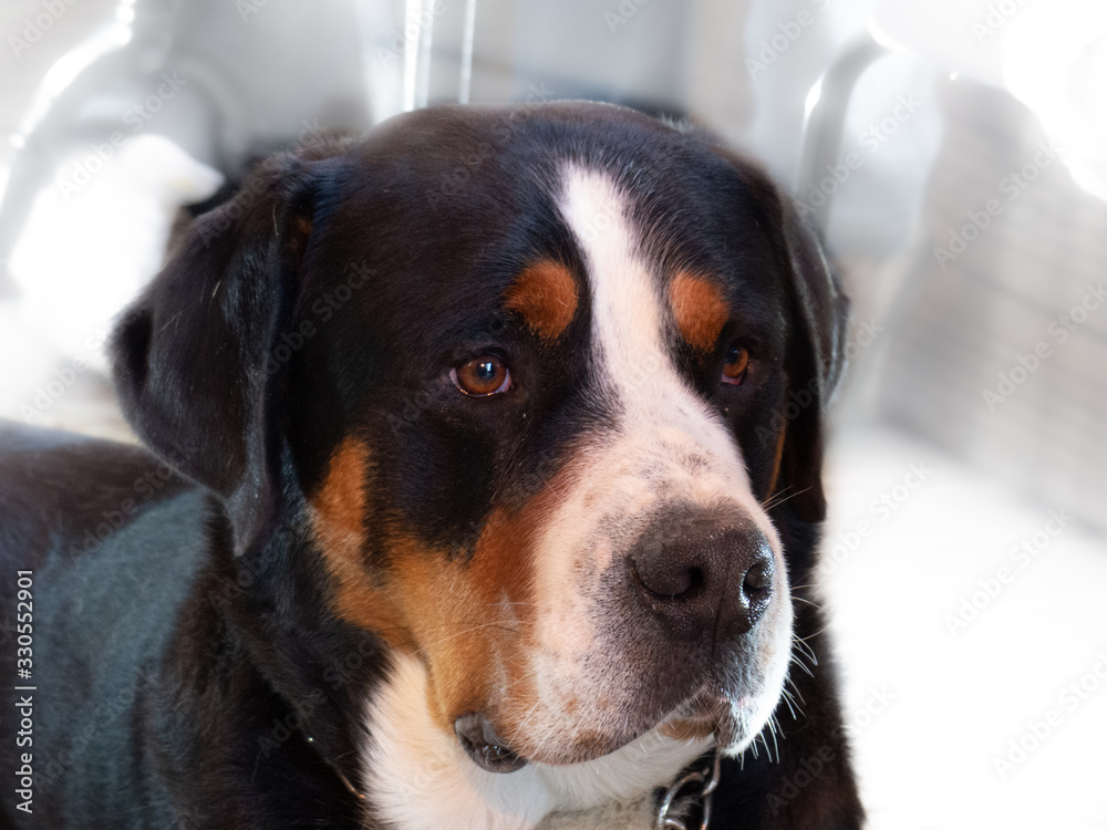 Les yeux de mon chien Les yeux de mon chien
