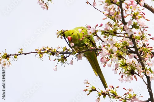 Fototapeta samoprzylepna Rose-ringed parakeet (Psittacula krameri), also known as the ring-necked parakeet wild green parrot perching on a cherry blossom branches holding cherry blossom flower in his red beak in Amsterdam