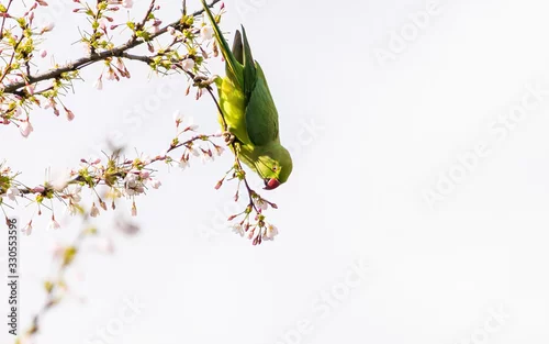 Fototapeta na wymiar Rose-ringed parakeet (Psittacula krameri), also known as the ring-necked parakeet wild green parrot perching on a cherry blossom branches holding cherry blossom flower in his red beak in Amsterdam