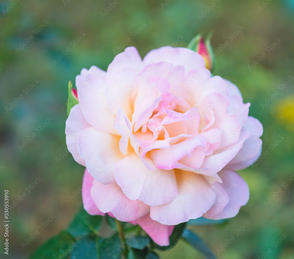 Beautiful pink rose flower close up. Soft focus Beautiful pink rose flower close up. Soft focus