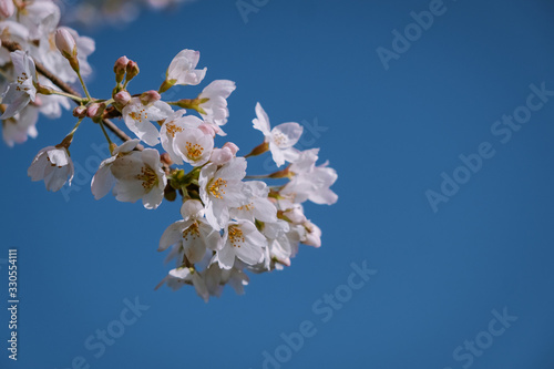 Kersenbloesempark translation flower park There are 400 cherry trees in the Amsterdamse Bos, In the spring you can enjoy the beautiful cherry blossom or Sakura. photo