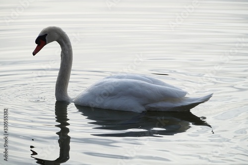 Sch  ner Schwan im Seehamer See