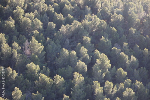 Bosque de pinos centenarios al atardecer