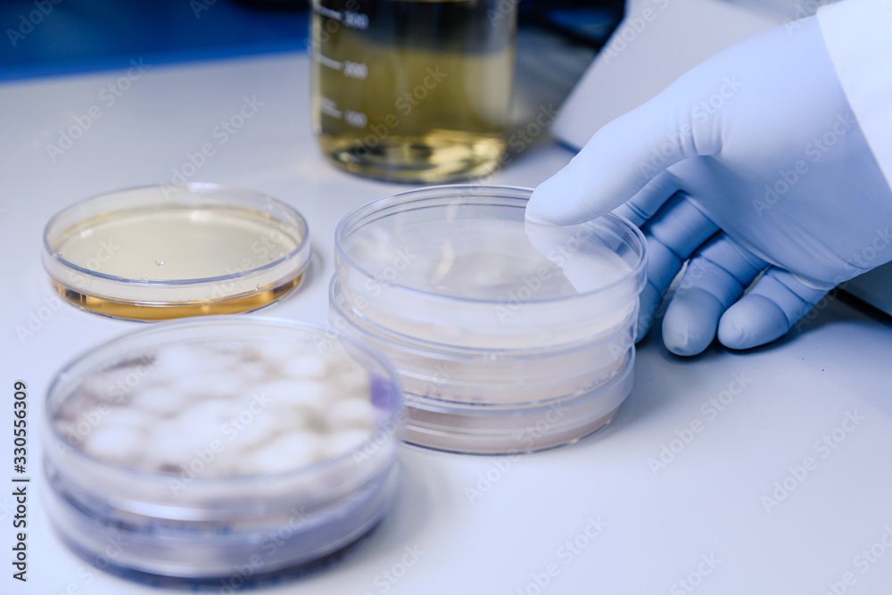 Scientific handling Microbiological cultures in a petri dish for pharmaceutical bioscience research. Concept of science, laboratory and study of diseases. Scientific handling Microbiological cultures in a petri dish for pharmaceutical bioscience research. Concept of science, laboratory and study of diseases.