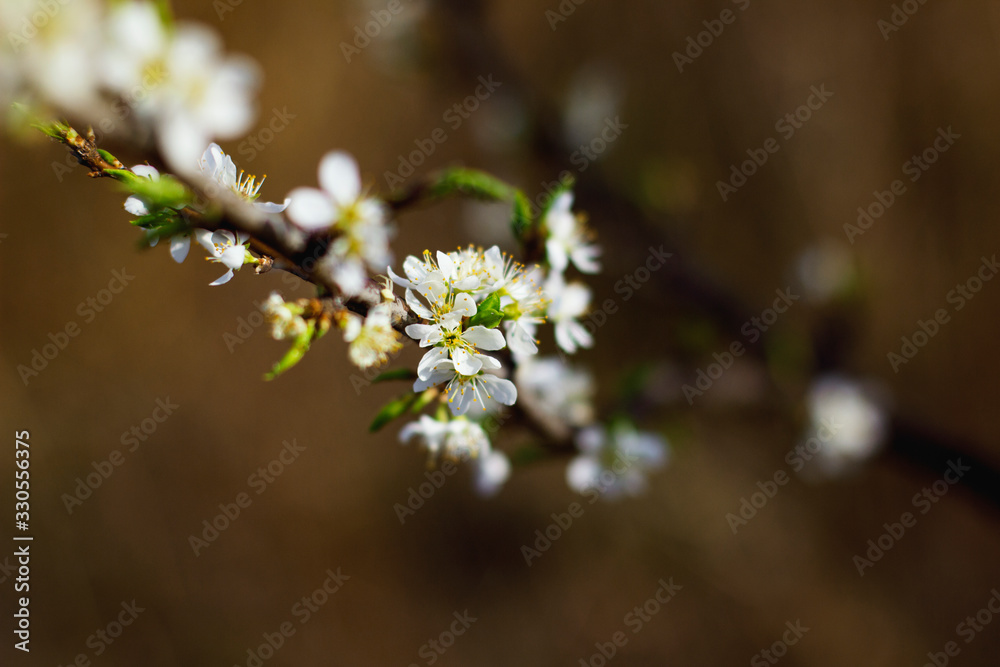   Blooming cherry on a dark background. Spring background.