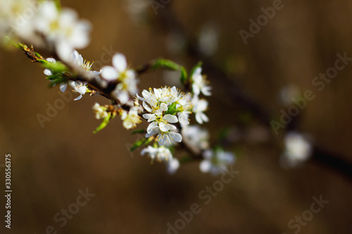  Blooming cherry on a dark background. Spring background.
