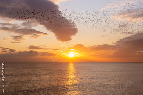 sunset and starlings at the end of the day