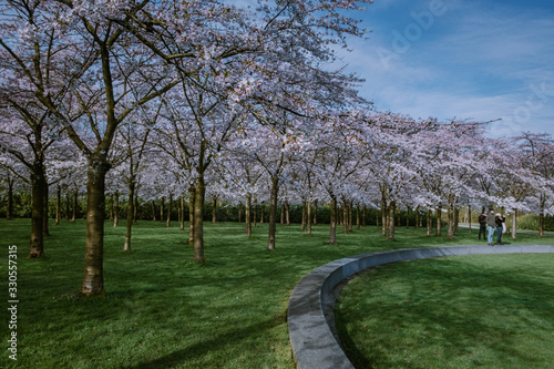 Kersenbloesempark translation flower park There are 400 cherry trees in the Amsterdamse Bos, In the spring you can enjoy the beautiful cherry blossom or Sakura. photo