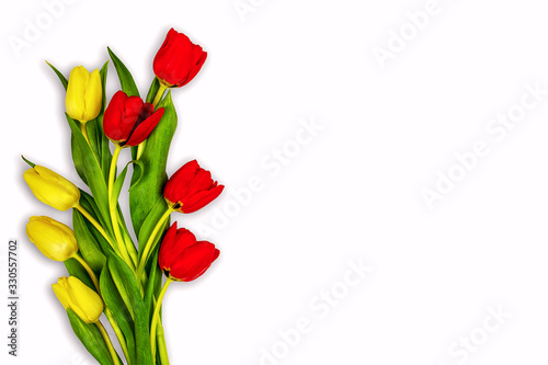 yellow and red tulip isolated on white background, spring greetings