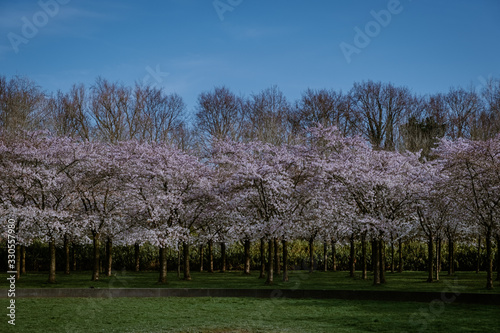 Kersenbloesempark translation flower park There are 400 cherry trees in the Amsterdamse Bos, In the spring you can enjoy the beautiful cherry blossom or Sakura. photo