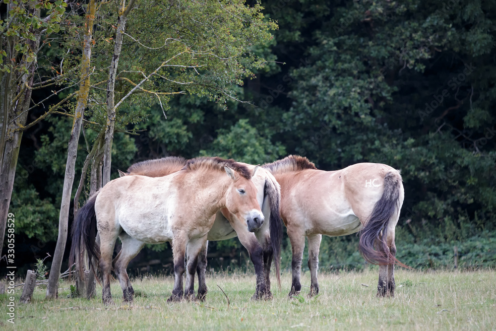 Przewalski Horse (Equus ferus przewalskii) Przewalski Horse (Equus ferus przewalskii)