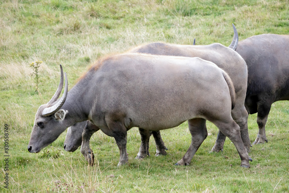 Water Buffalo or domestic Asian Water Buffalo (Bubalus bubalis) Water Buffalo or domestic Asian Water Buffalo (Bubalus bubalis)