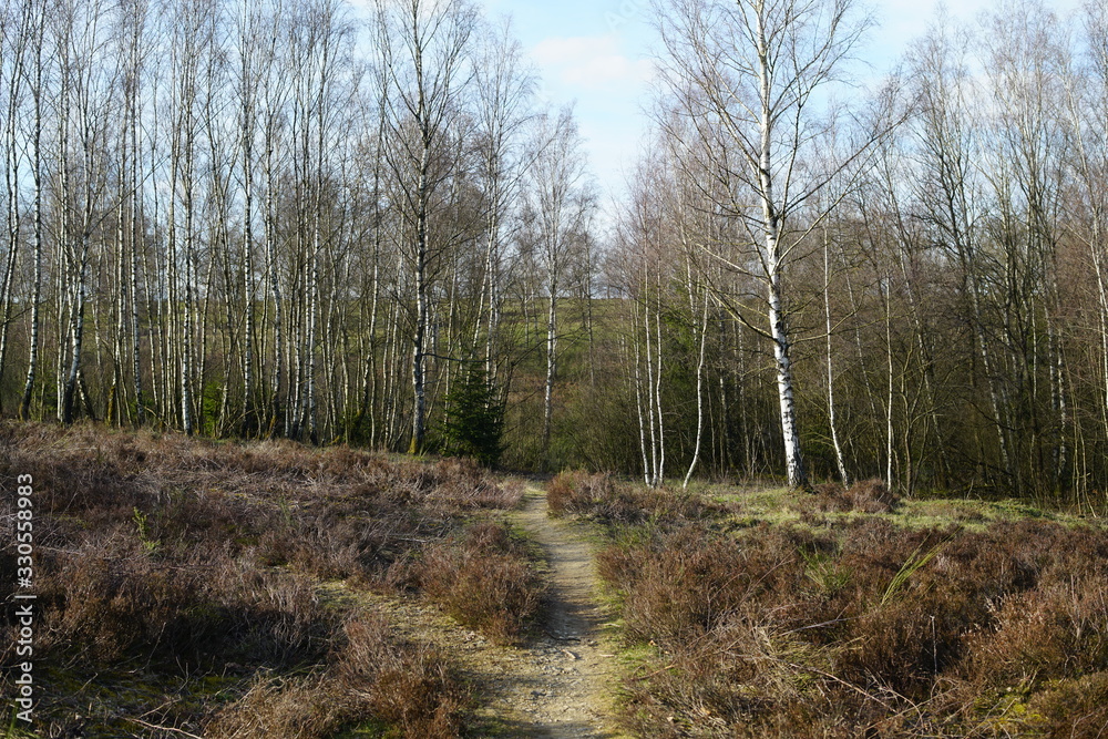 Obraz premium Birken Hain Landschaft mit Heidekraut und Wegen im Frühling