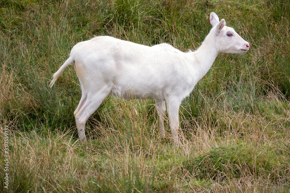 Young albino Red Lechwe Antelope (Kobus leche) Young albino Red Lechwe Antelope (Kobus leche)