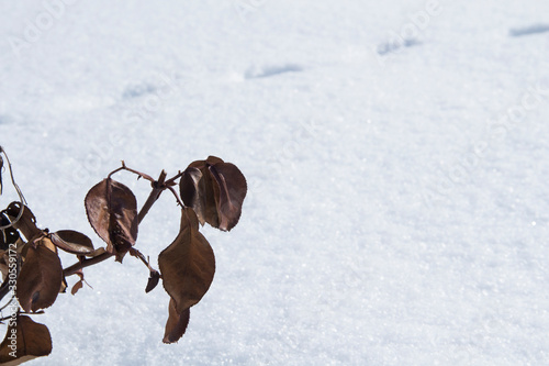 Orange dry leaves on a branch of a rose against a snow background. Dried rose bushes in winter