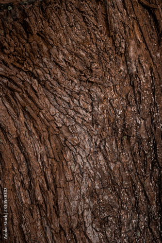 brown trunk texture