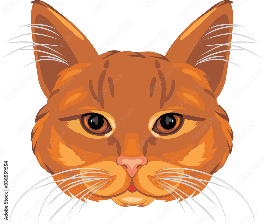 Obraz premium Ginger cat head