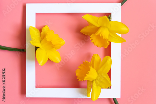 three yellow daffodils with white frame on pink background spring greeting card concept bright template
