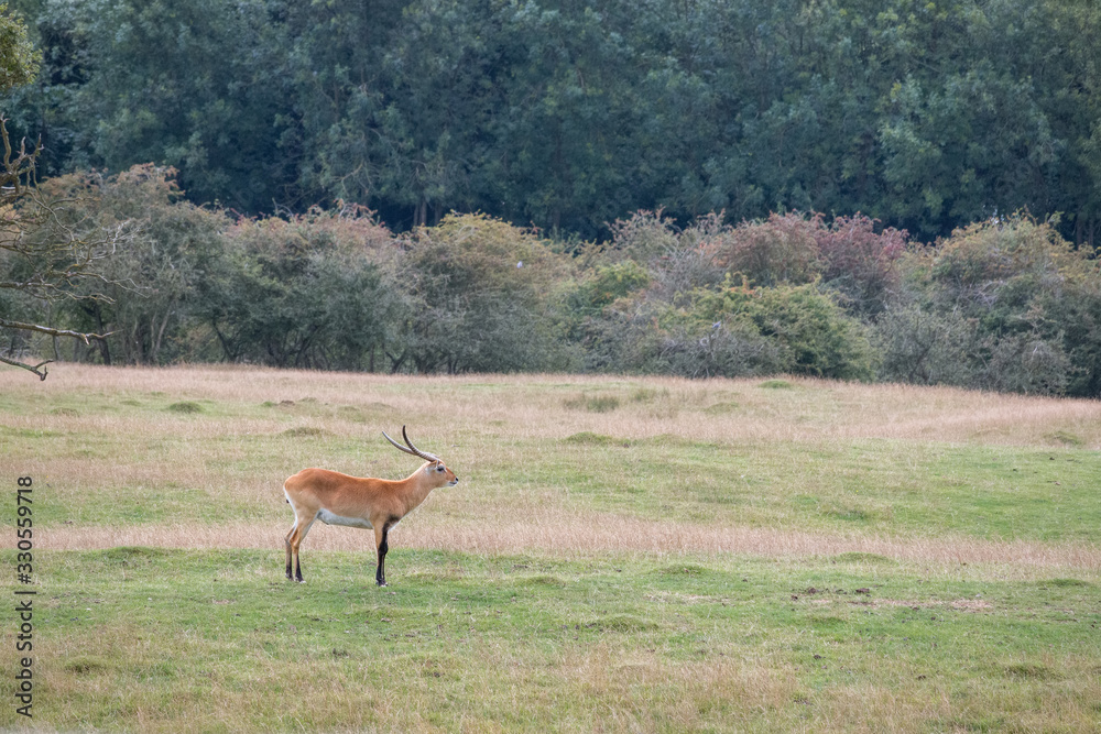 Red Lechwe Antelope (Kobus leche) looking for the herd Red Lechwe Antelope (Kobus leche) looking for the herd