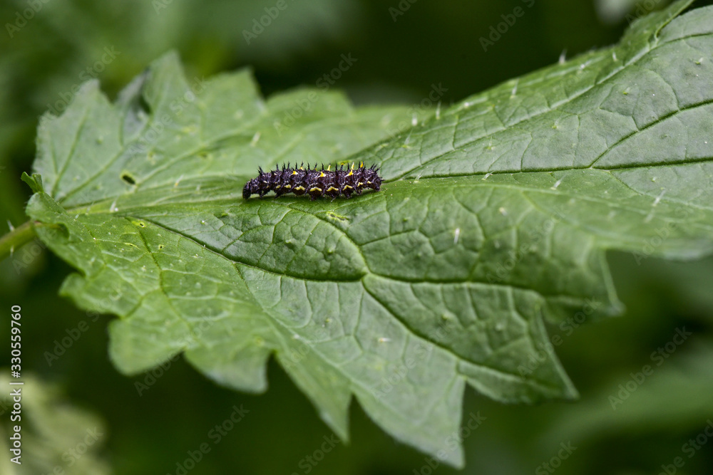 Fototapeta premium caterpillar