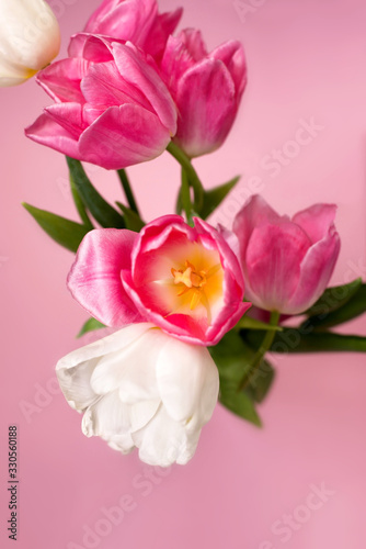Close- up of pink tulips on a pink background. mother's day. Selective focus. International women day. March 8. Greeting card.