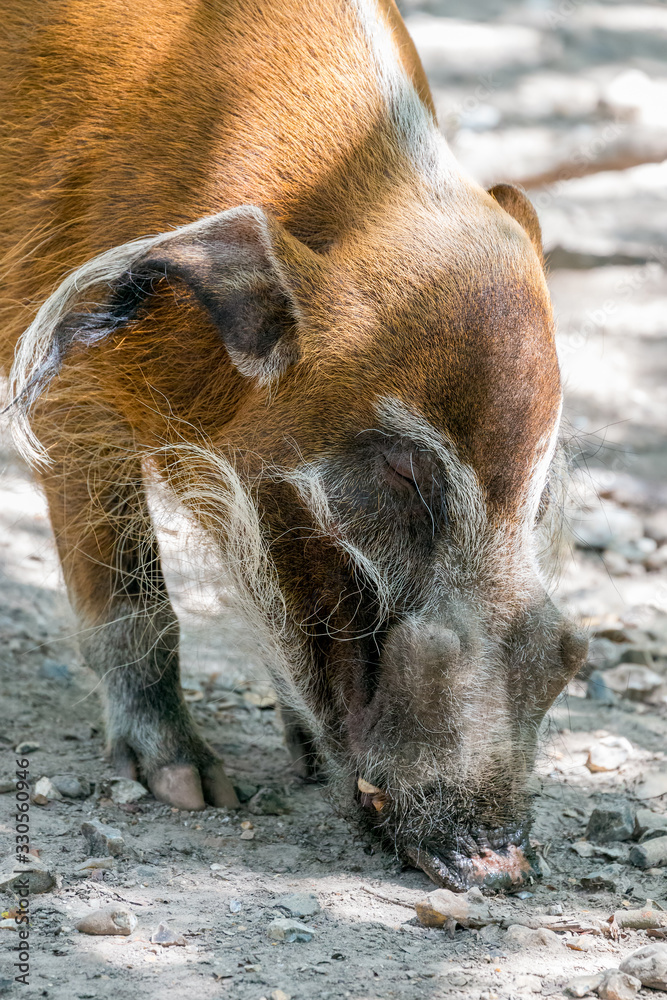 Red River Hog (Potamochoerus porcus) grubbing around in the dirt Red River Hog (Potamochoerus porcus) grubbing around in the dirt