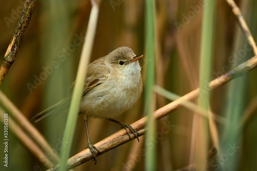 Eurasian Reed-warbler - Acrocephalus scirpaceus, small hidden song bird from European reeds, Hortobagy, Hungary.