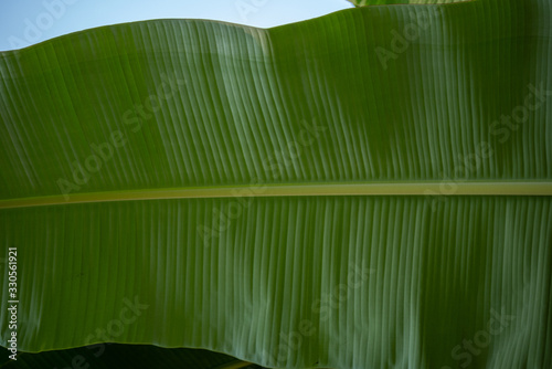 banana leaf texture