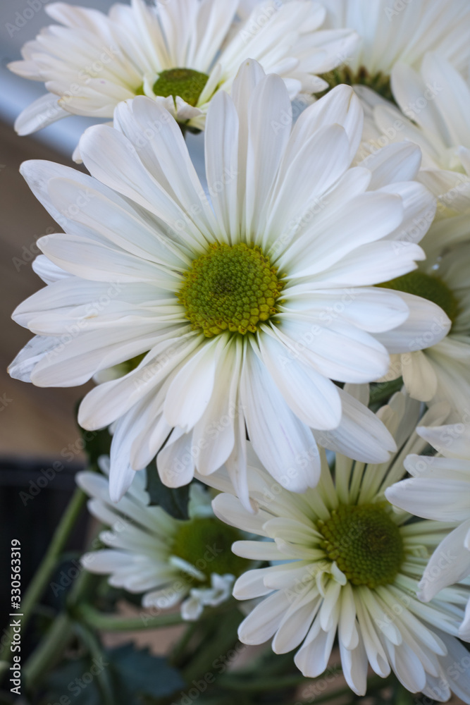white flowers on green background white flowers on green background