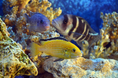 Freshwater aquarium fish. Cichlids. Corals.