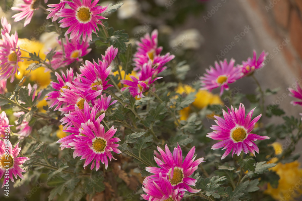 Fototapeta premium flowers in the garden