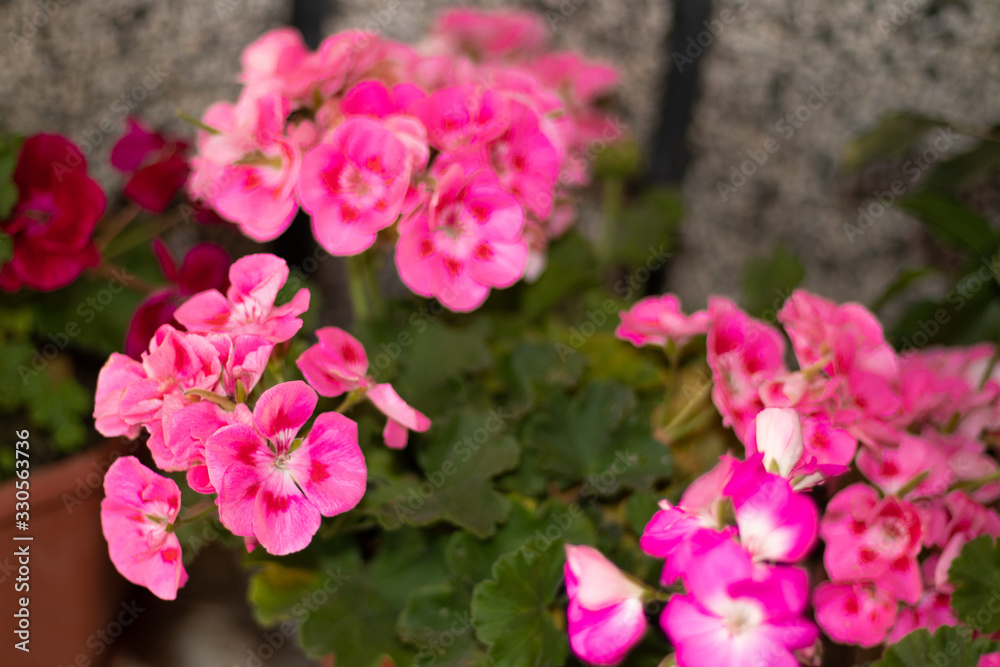 pink flowers in garden