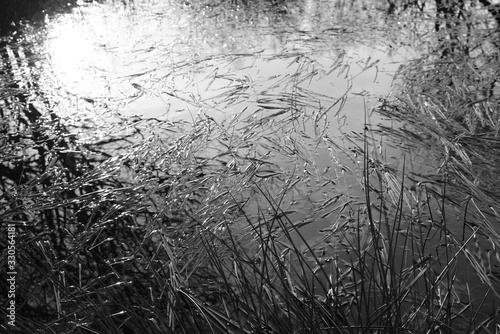 Natur Park Landschaft mit Seen  B  umen und B  schen