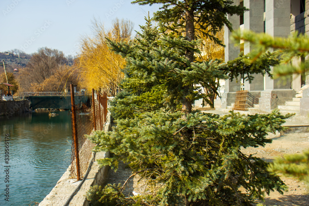 a green pine trees near the river
