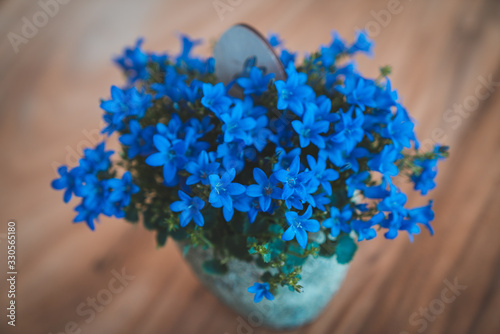 Small blue flowers on a blue pot, standing on a brown wooden table photo