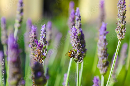 Close up detail of lavender buds with bee