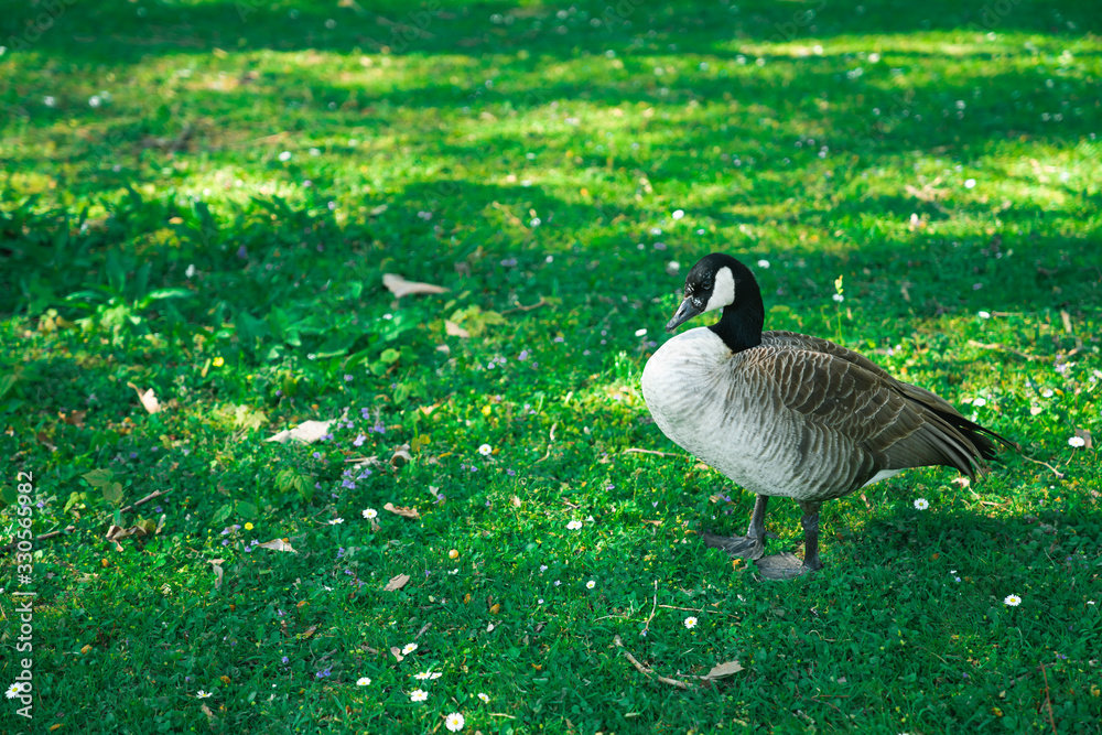 A Single Canada Goose standing on a grass bed under the tree shadows in  Meise, Belgium Stock Photo | Adobe Stock