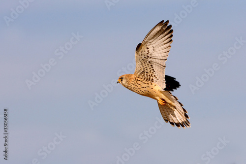 Lesser kestrel female flying with the first light of day