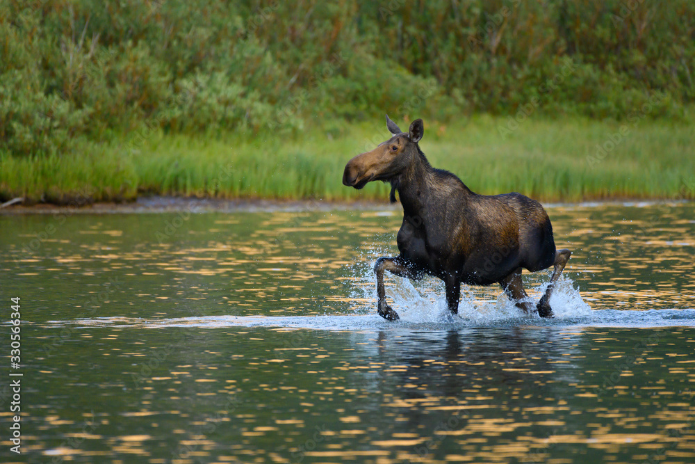 Female Moose Trots Through Shallow Water Female Moose Trots Through Shallow Water