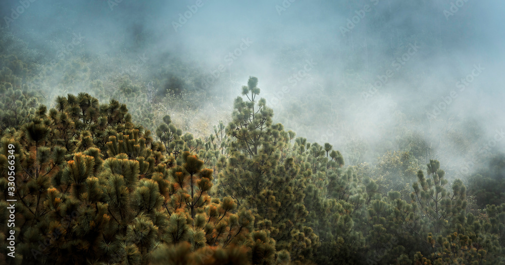 Guatemala Forest Landscape On Acatenango Volcano