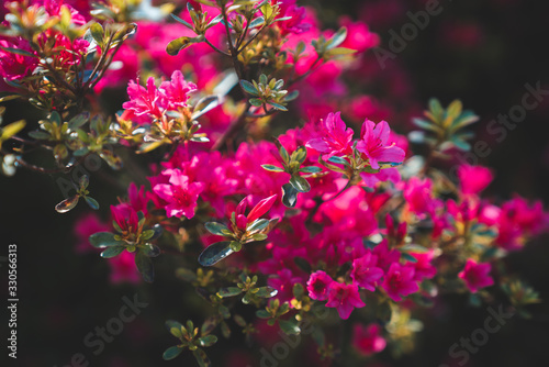 Spring Hybrid Flower Blossoms: Pink Violet Red Horse Chestnut (Aesculus × Carnea)