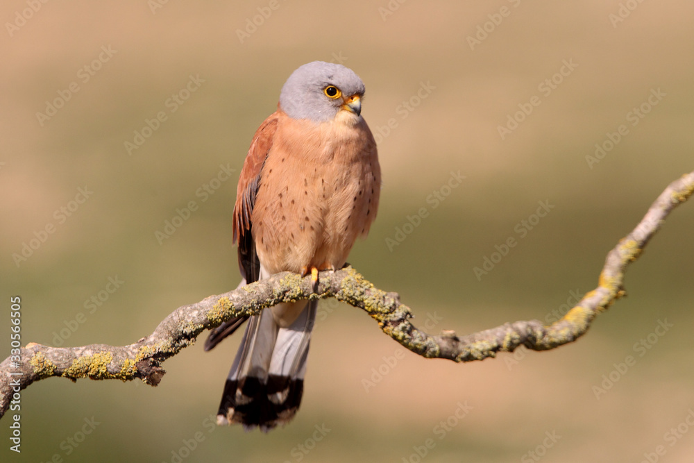 Lesser kestrel, falcons, raptors, falcons, lesser kestrel, kestrel, Falco naumanni Lesser kestrel, falcons, raptors, falcons, lesser kestrel, kestrel, Falco naumanni