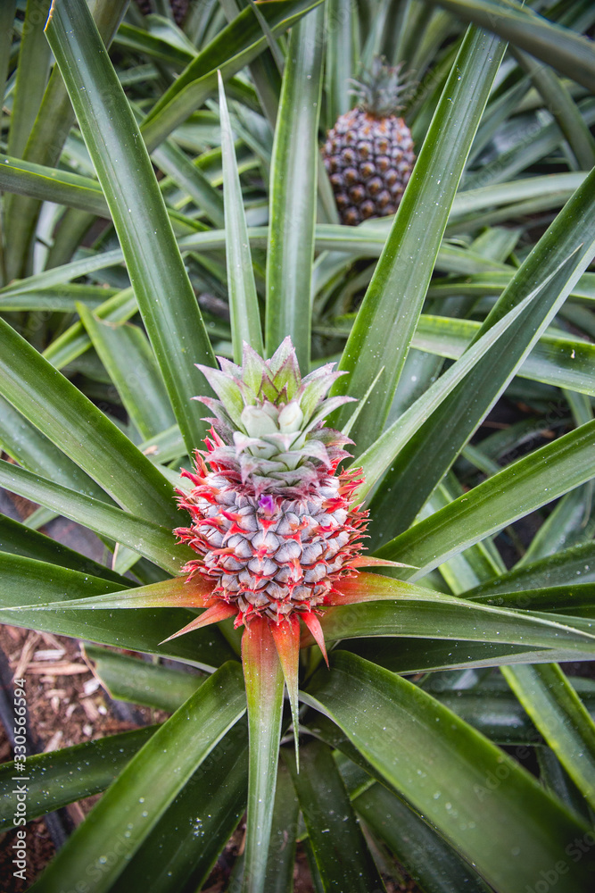 planta de la piña en su primera fase de crecimiento con colores rojos y ...